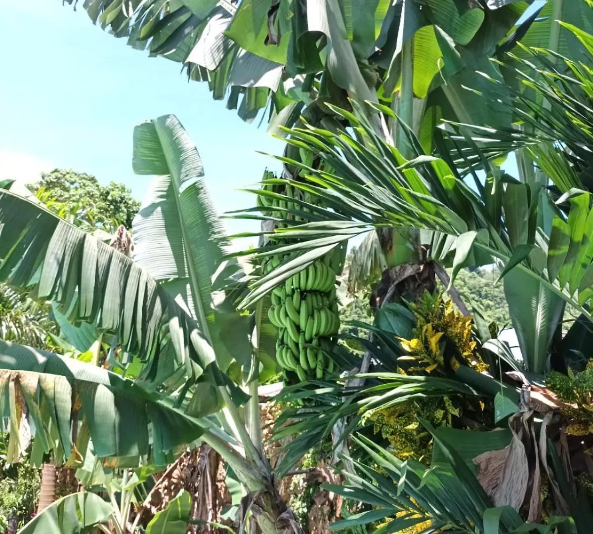 Bed & Breakfast Samo Eco Lodge Las Terrenas